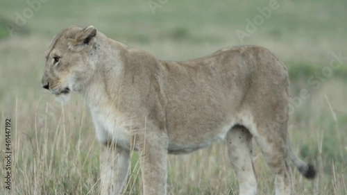 couple of lions during courtship: female stretches body, walks towards male, medium shot in dry African grassland photo