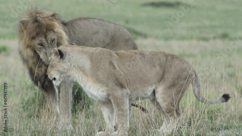 couple of lions during courtship: lioness urinates, male gets up and smells female urine to check fertility. Female meanwhile sniffing anal region of male photo