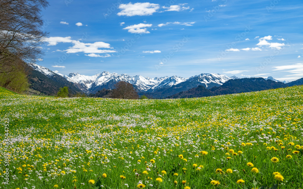 Spring meadow near Oberstdorf. Yellow and white flowers. Snowy mountains in the background. Allgäu Alps, Bavaria, Germany, Europe