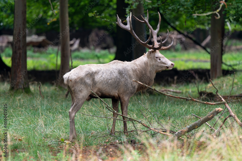 Cerf élaphe, blanc, cerf, cervus elaphus