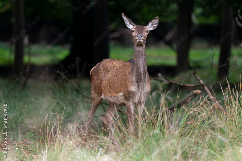 Obraz premium Cerf élaphe, biche, cervus elaphus