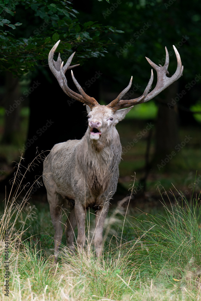 Naklejka premium Cerf élaphe, cerf blanc, brame, cervus elaphus