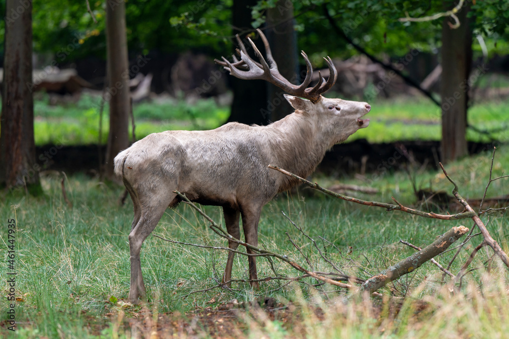 Cerf élaphe, cerf blanc, brame, cervus elaphus Cerf élaphe, cerf blanc, brame, cervus elaphus