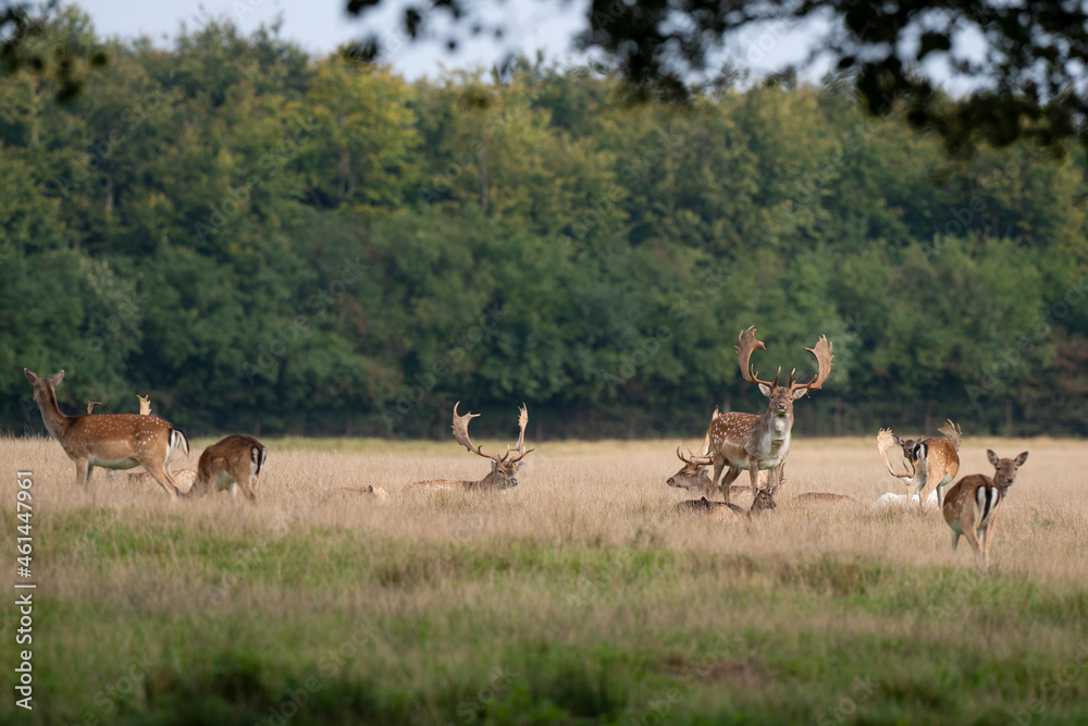 Naklejka premium Daim, mâle, femelle, Dama dama
