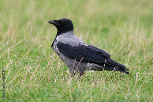 Corneille mantelée,.Corvus cornix, Hooded Crow