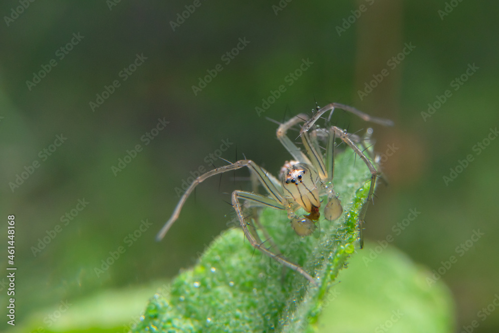 Fototapeta premium the uniqueness of spiders in each region is different in shape