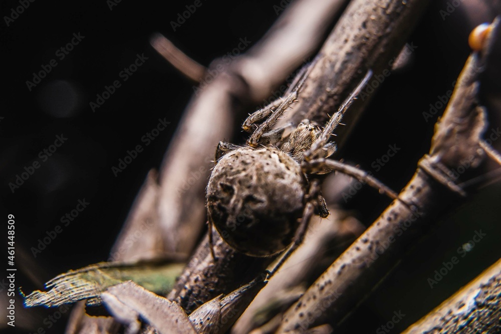Obraz premium the uniqueness of spiders in each region is different in shape