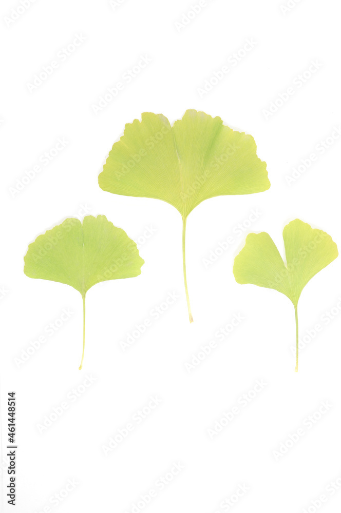 Fototapeta premium Ginkgo biloba leaves isolated on a white background