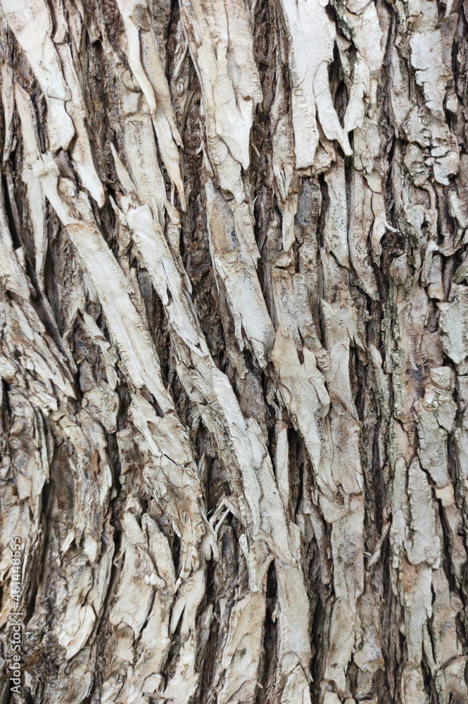 Bark pattern. Wood texture material. Forest background. Surface for design and decoration. Nature abstract pattern. Bark pattern. Wood texture material. Forest background. Surface for design and decoration. Nature abstract pattern.