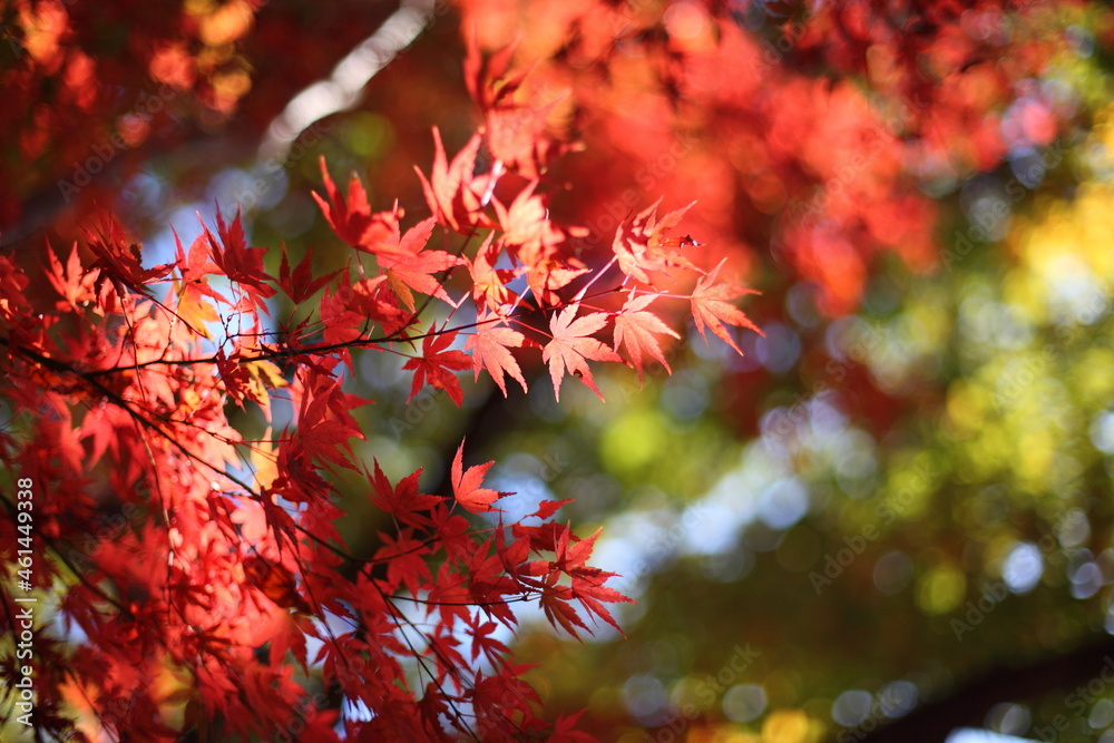 紅葉 紅葉