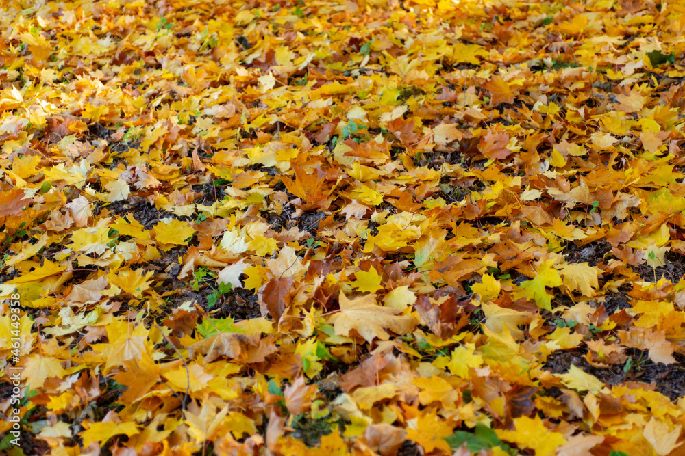 Autumn leaves on the ground Autumn leaves on the ground