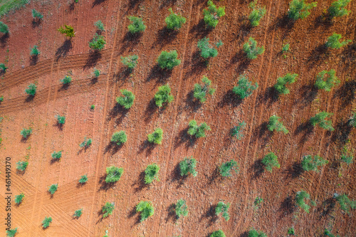 Olive trees plantage groove on red soil aerial view, production of extra virgin olive oil