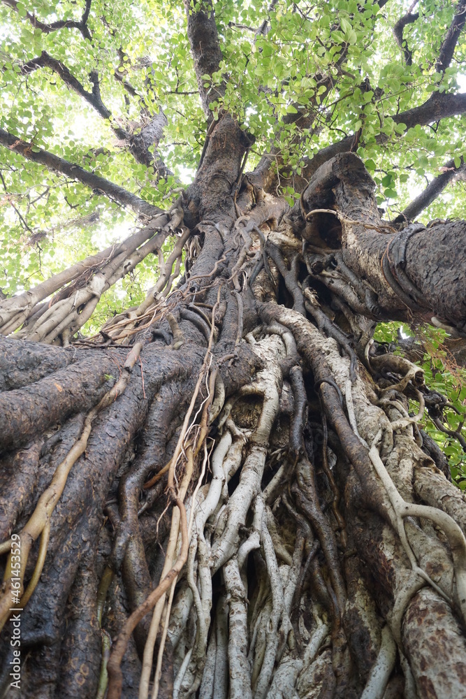 インド・ブッダガヤで自生するガジュマルの木