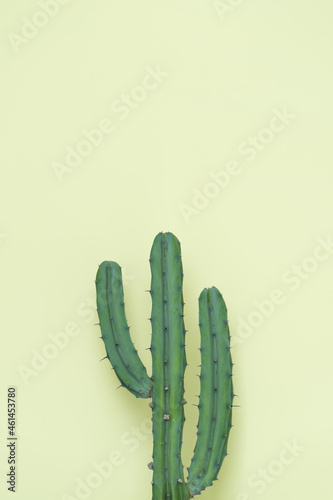 Manse cactus in the ivory background. photo