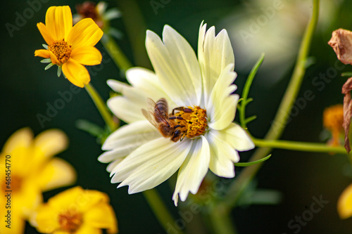  1 a bee on a white flower