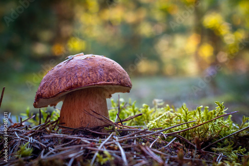 big porcini mushroom grow in autumn forest