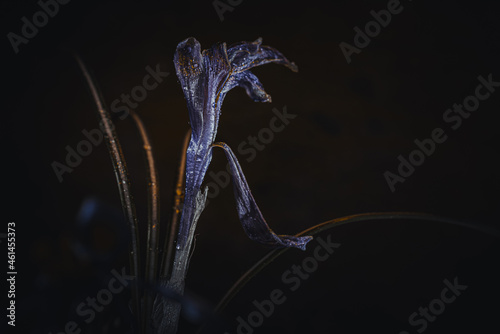 Still life flowers- background art © Digital Photo