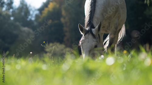 Animal. Horses on the meadow. © noxnorthy