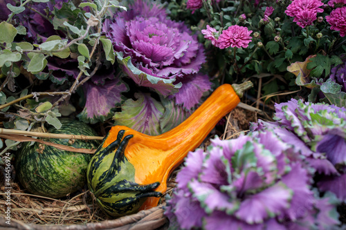 Ornamental purple brassica cabbage decorate the farm stall photo