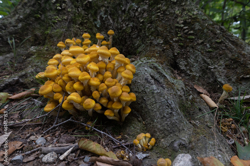 honey fungus mushrooms in the forest
