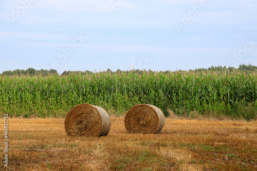 Baled grass hay in the field