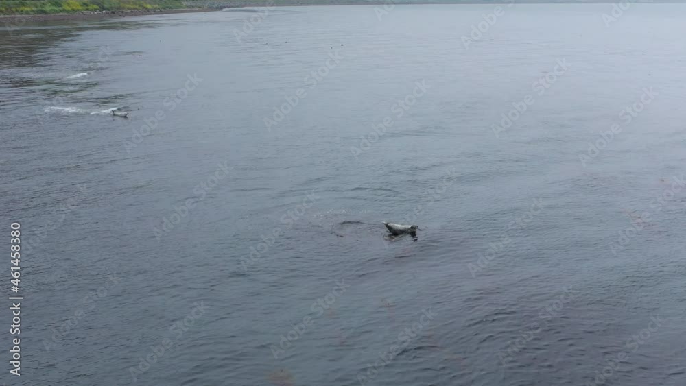 Ringed seals swim in the Sea of Okhotsk, rest on the rocks Ringed seals swim in the Sea of Okhotsk, rest on the rocks