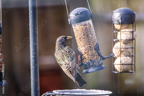 Starling on bird feeder photo