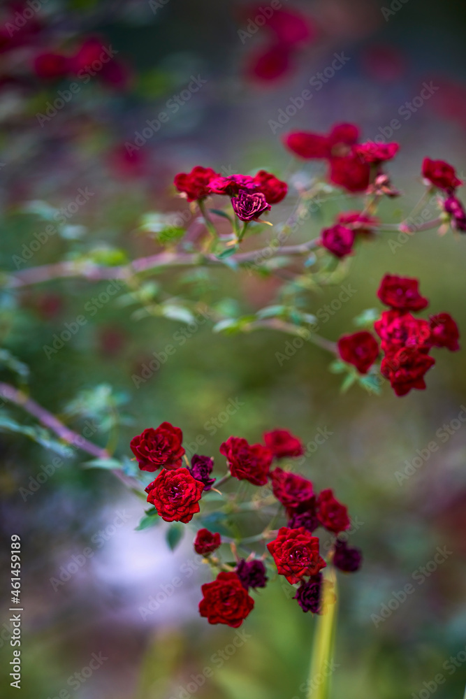 autumn landscape with different plants in the park in autumn, selective focus autumn landscape with different plants in the park in autumn, selective focus