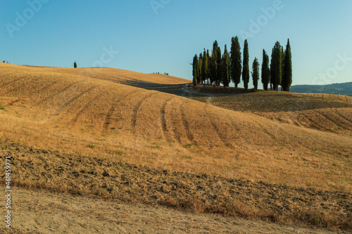 Cypress trees of San Quirico d'Orcia in Tuscany farmland at sunset
