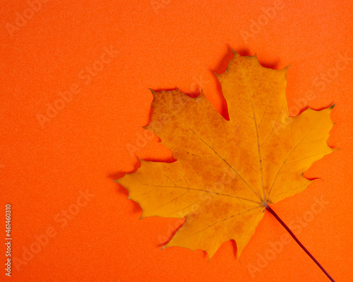 Beautiful bright orange autumn leaf background