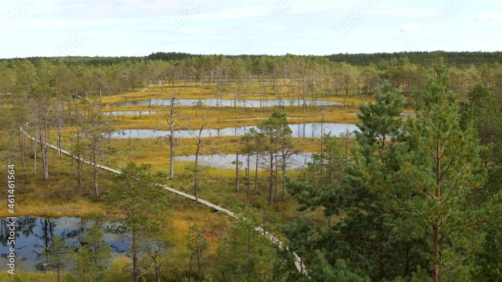 Sunny day in the bog swamp land with wooden boardwalk hiking trail Sunny day in the bog swamp land with wooden boardwalk hiking trail
