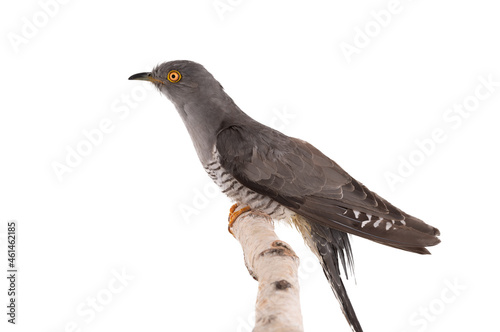 Cuckoo sitting on a birch branch isolated on white background photo
