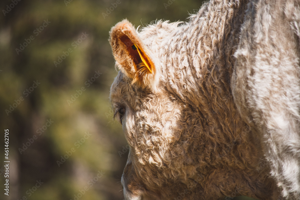 Kalb Kalb