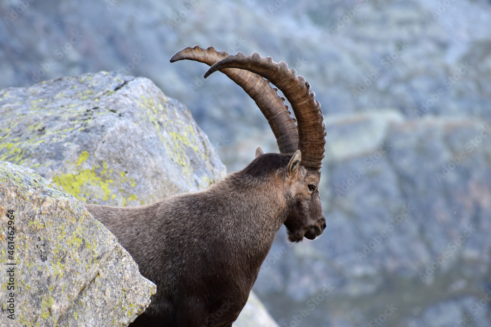 Alpine ibex or bouquetin in the Swiss Alps