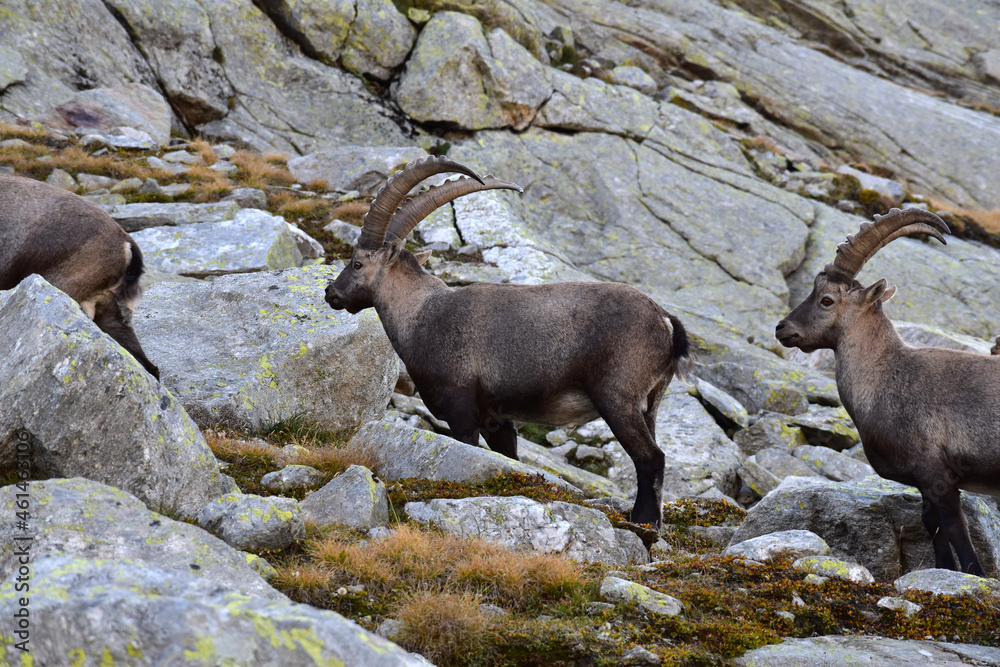 Alpine ibex or bouquetin or steinbock