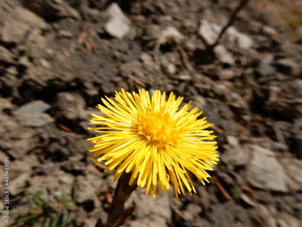 Yellow coltsfoot flower in dry land Yellow coltsfoot flower in dry land
