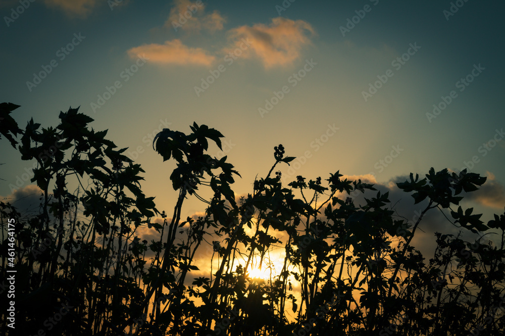 Obraz premium Silhouettes of some plants with the sunset light. Holiday landscape. Golden clouds in the sky. Selective focus.