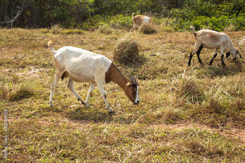 Fototapeta Naklejka Na Ścianę i Meble -  Beautiful horned goats eating in the field.