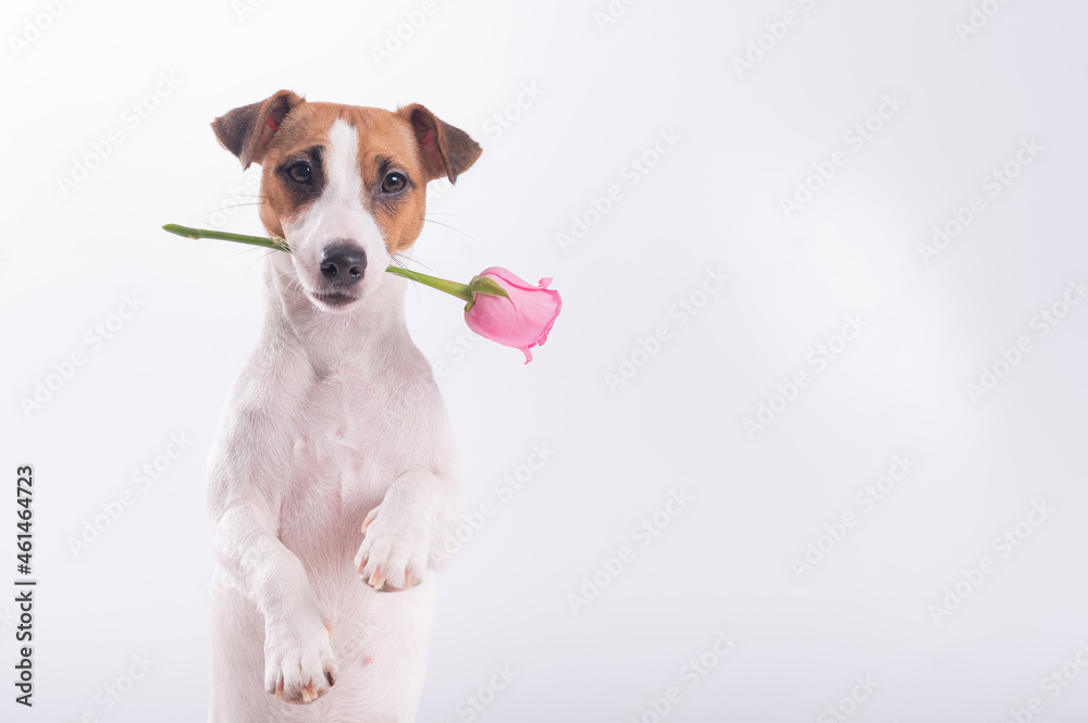 Jack Russell Terrier holds flowers in his mouth and sits next to a heart-shaped box. A dog gives a romantic gift on a date