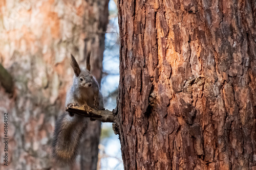 a gray squirrel sits on a branch from a tree and looks attentively. fluffy ears and tail