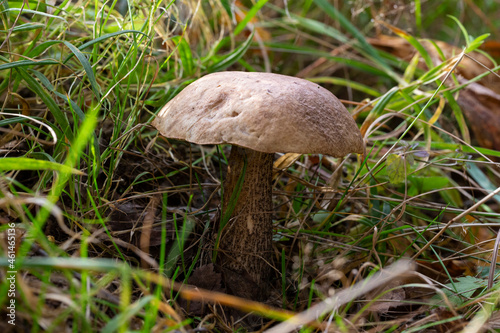 Wild bolete mushroom Leccinum duriusculum growing in the poplar forest. Edible mushroom