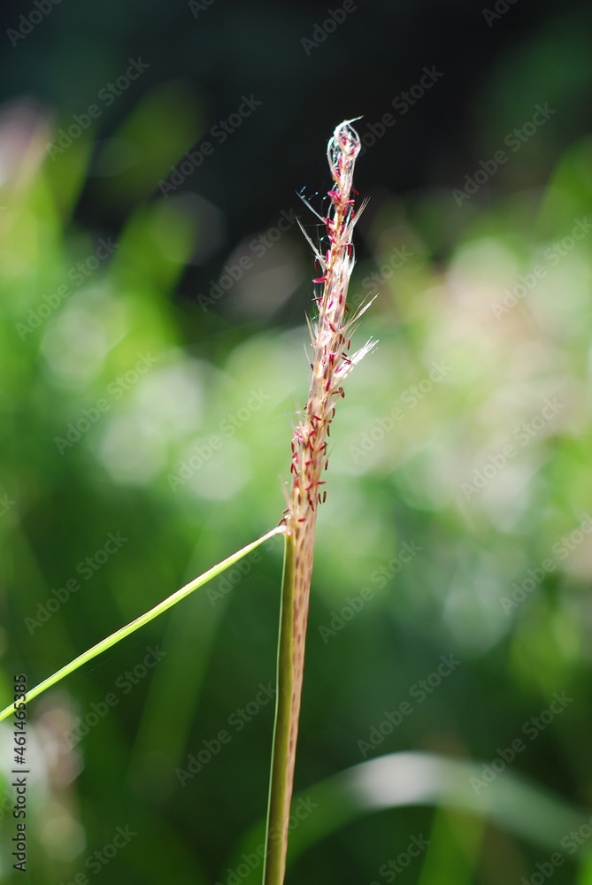Fototapeta premium Autumn grass in a garden 2