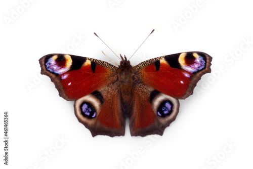 multicolored butterfly for design. isolated on white background