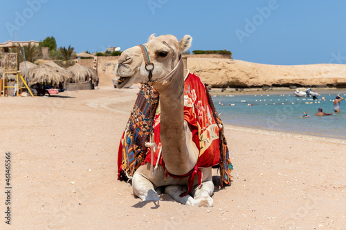 Camel is sitting at egyptian beach, beautiful blue sea and sky, Egypt