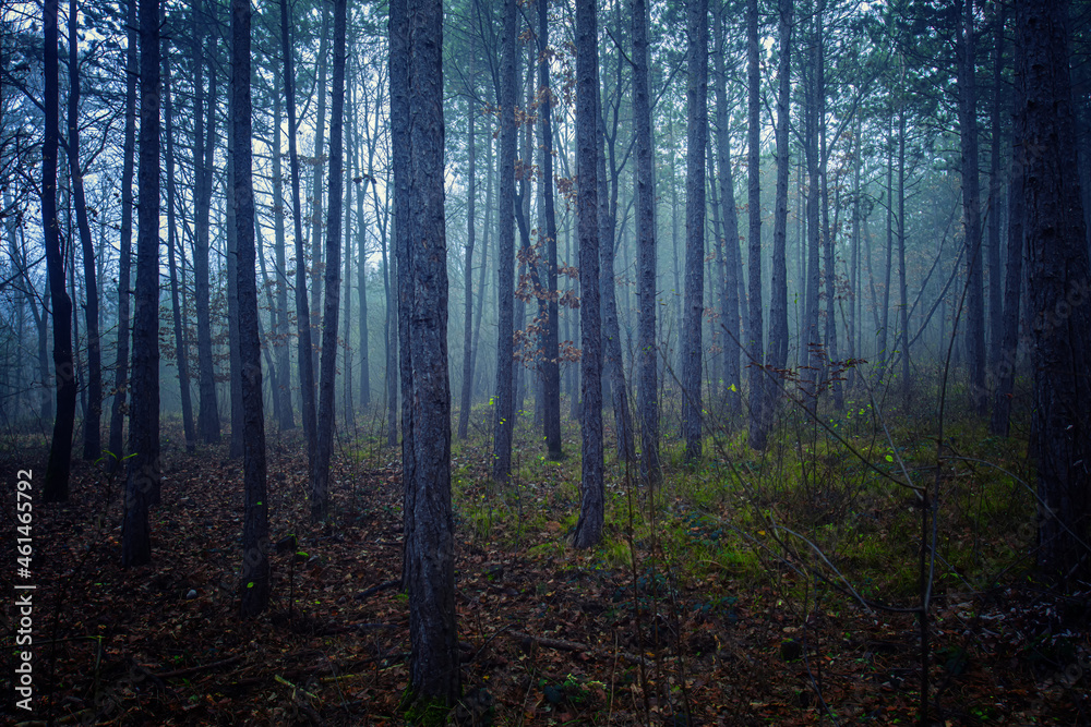 Fototapeta premium misty forest in the morning 