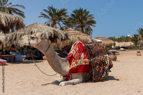 Dromedary camel sahara desert beach Sharm El Naga, Egypt