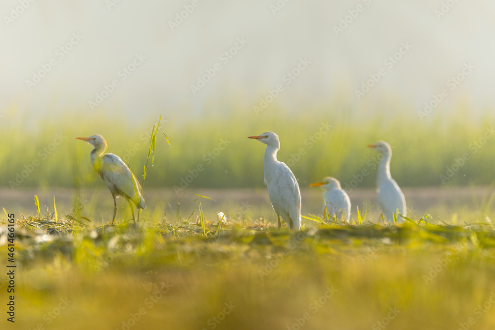 Obraz premium cattle egrets