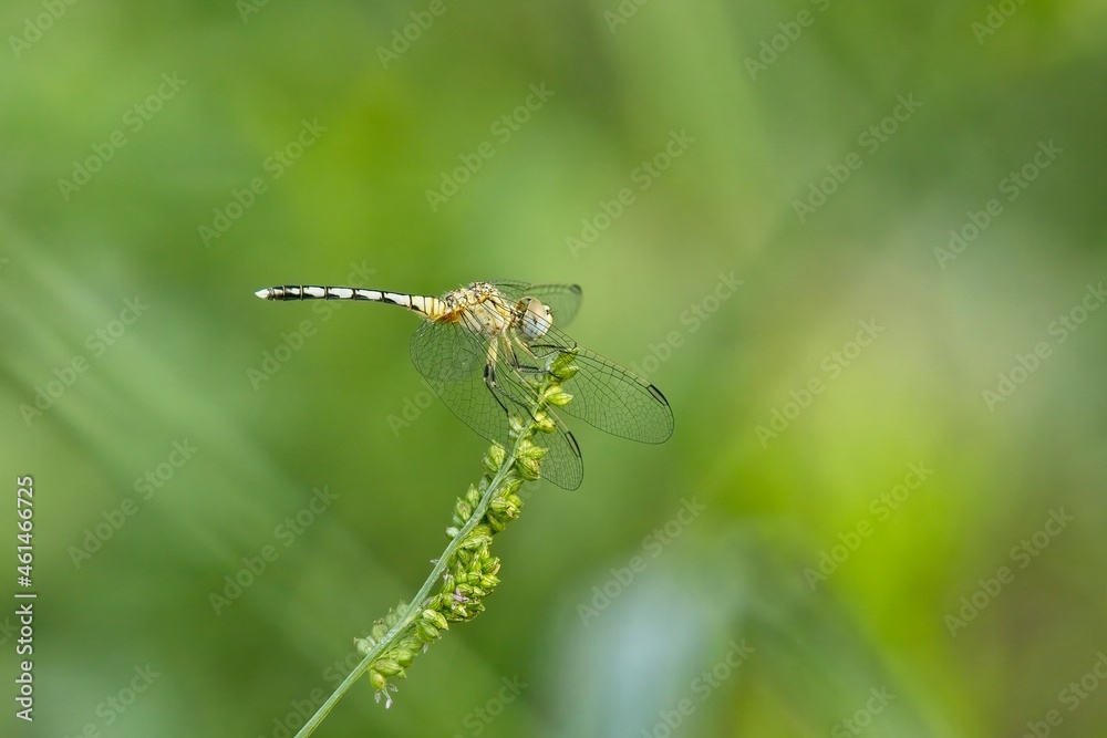 dragonfly on a twig of wild flowers dragonfly on a twig of wild flowers