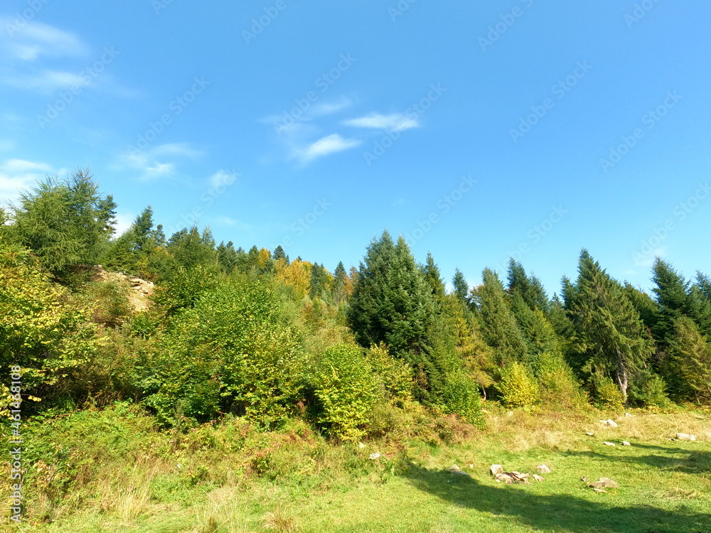 Fototapeta premium Carpatian landscape. mountain and forest