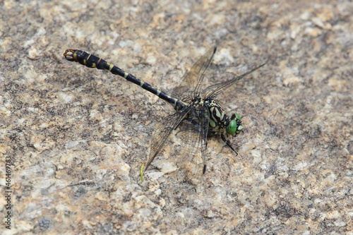  the small pincertail or green-eyed hook-tailed dragonfly (Onychogomphus forcipatus) male in natural habitat photo
